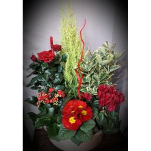 Coupe de plante 3 A partir de 30€